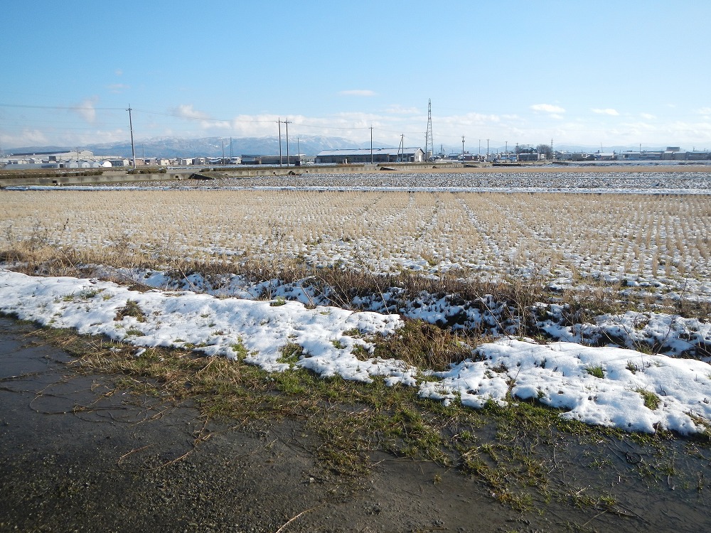 今年は雪がすくない